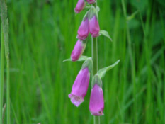 Digitalis purpurea Vingerhoedskruid  bestellen